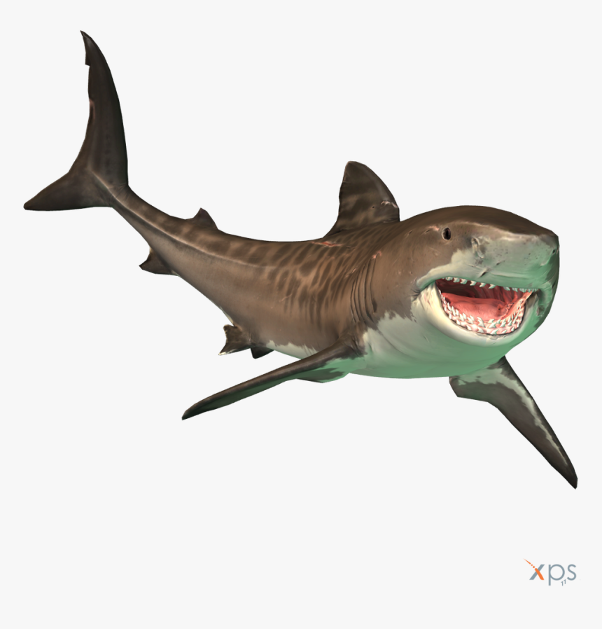 The Depth Tiger Shark By Mrunclebingo Dahn3kl Fullview - Tiger Sharks Depth Game, HD Png Download, Free Download