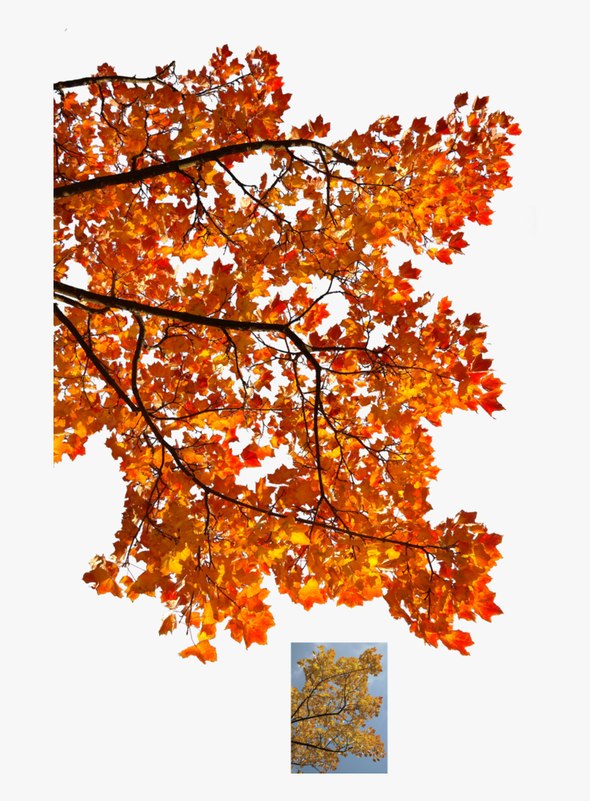 Autumn Leaves 3 Stock By Astoko - Fall Tree Transparent Background, HD Png Download, Free Download