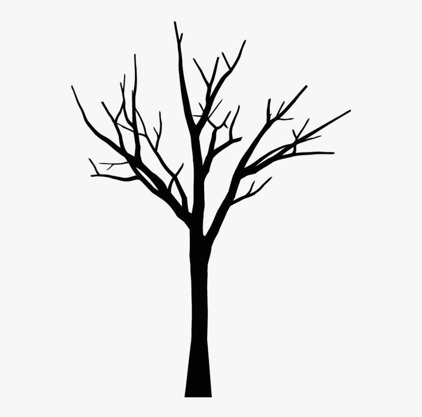 Drawing Tree Leaf Oak Sketch - Tree Drawings Without Leaves, HD Png Download, Free Download