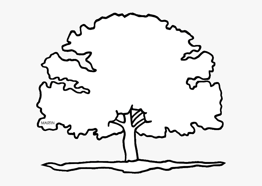 Resume Clipart Red Oak Tree - State Tree Of Texas Drawing, HD Png Download, Free Download