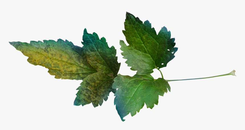 Leaf Clip Art Leaves - Gambel Oak, HD Png Download, Free Download