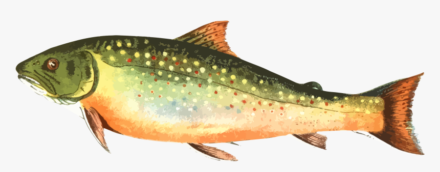 American Brook Icons Png - Clipart Trout, Transparent Png, Free Download