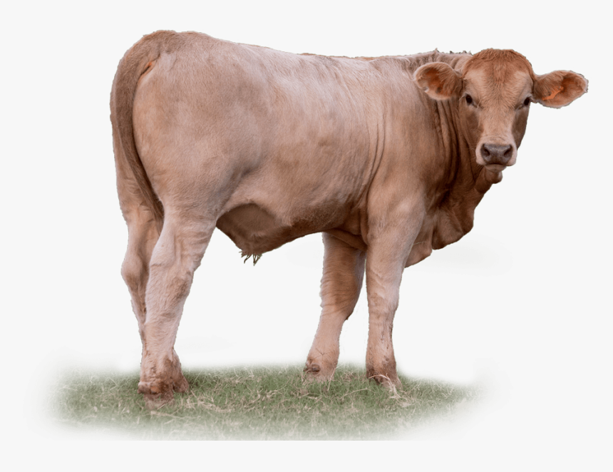 Calf In Corral - Beef Cow Transparent, HD Png Download, Free Download