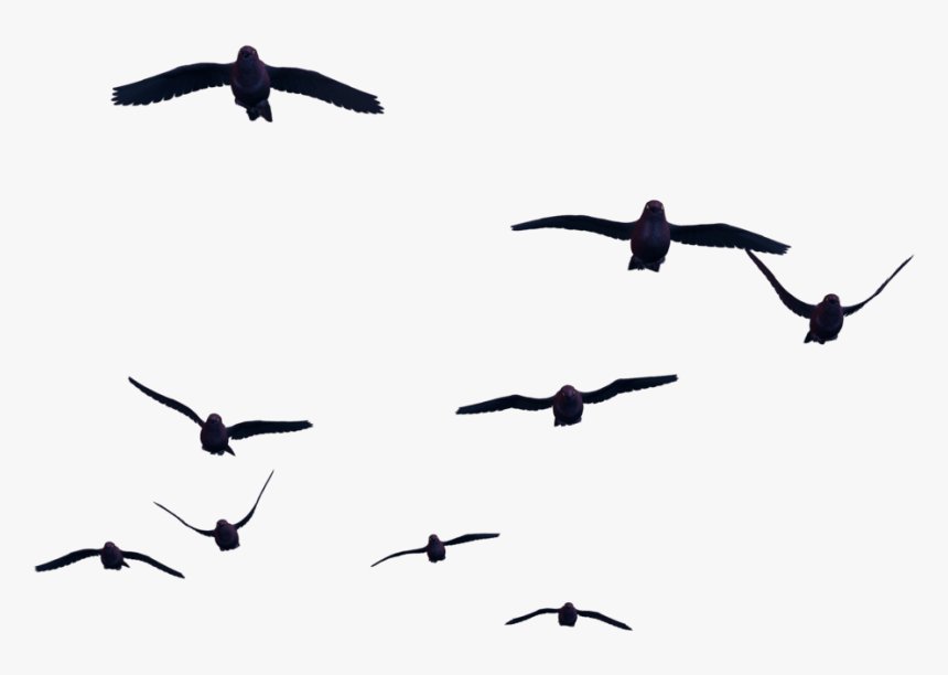 Thumb Image - Birds Flying For Photoshop, HD Png Download, Free Download