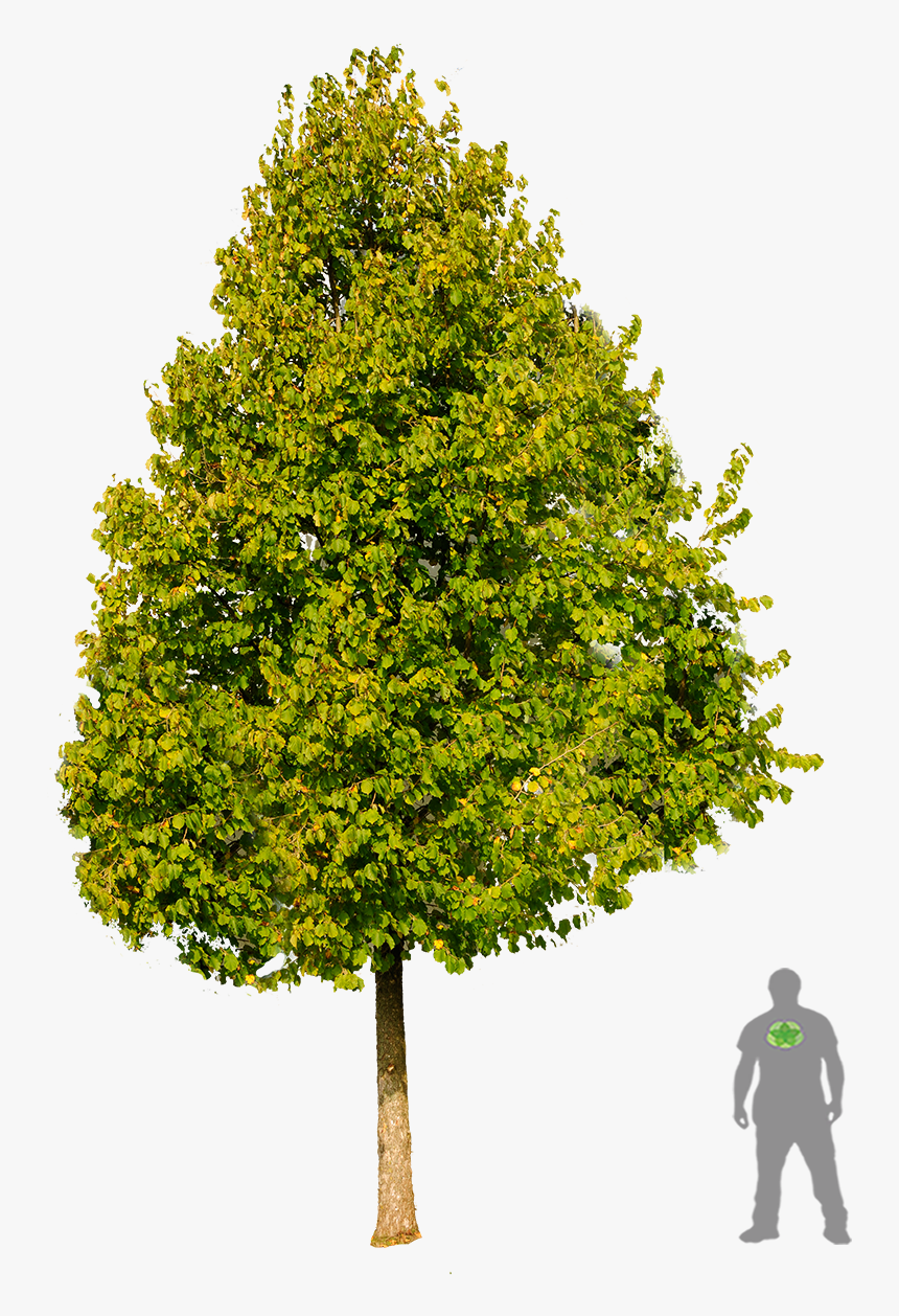 Corylus Colurna Tree Png, Transparent Png, Free Download