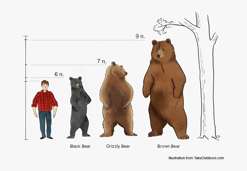 Comparison Of Commonly Found Bears And Their Sizes - Black Bear Size Comparison, HD Png Download, Free Download