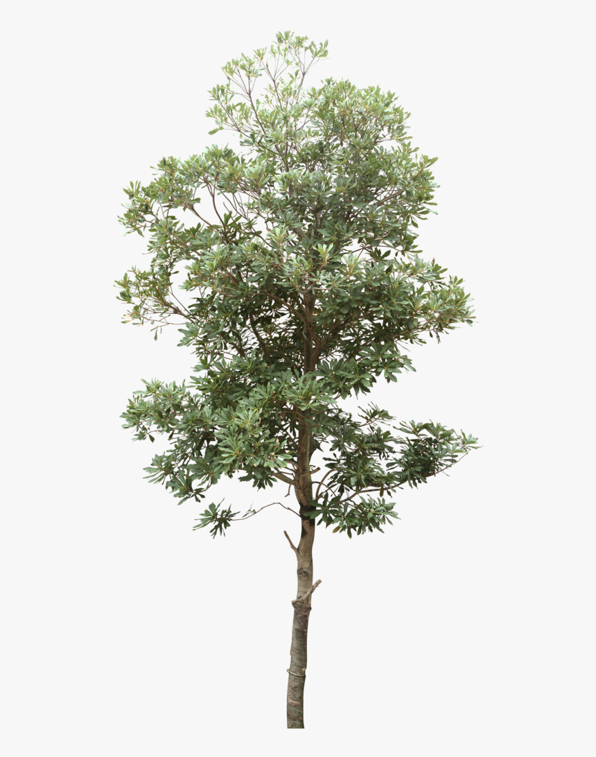 Tree Computer File - Tropical Trees Png, Transparent Png, Free Download