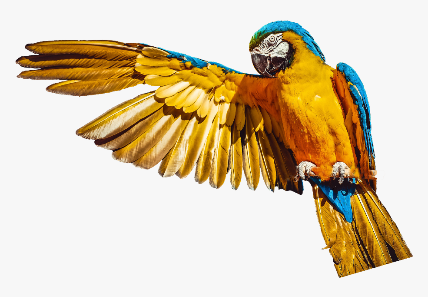 Parrot Png By Vijay Mahar, Transparent Png, Free Download
