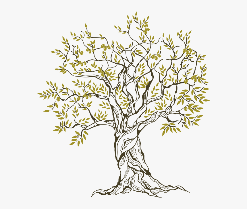 Olive-tree - Olive Tree Family Tree, HD Png Download, Free Download