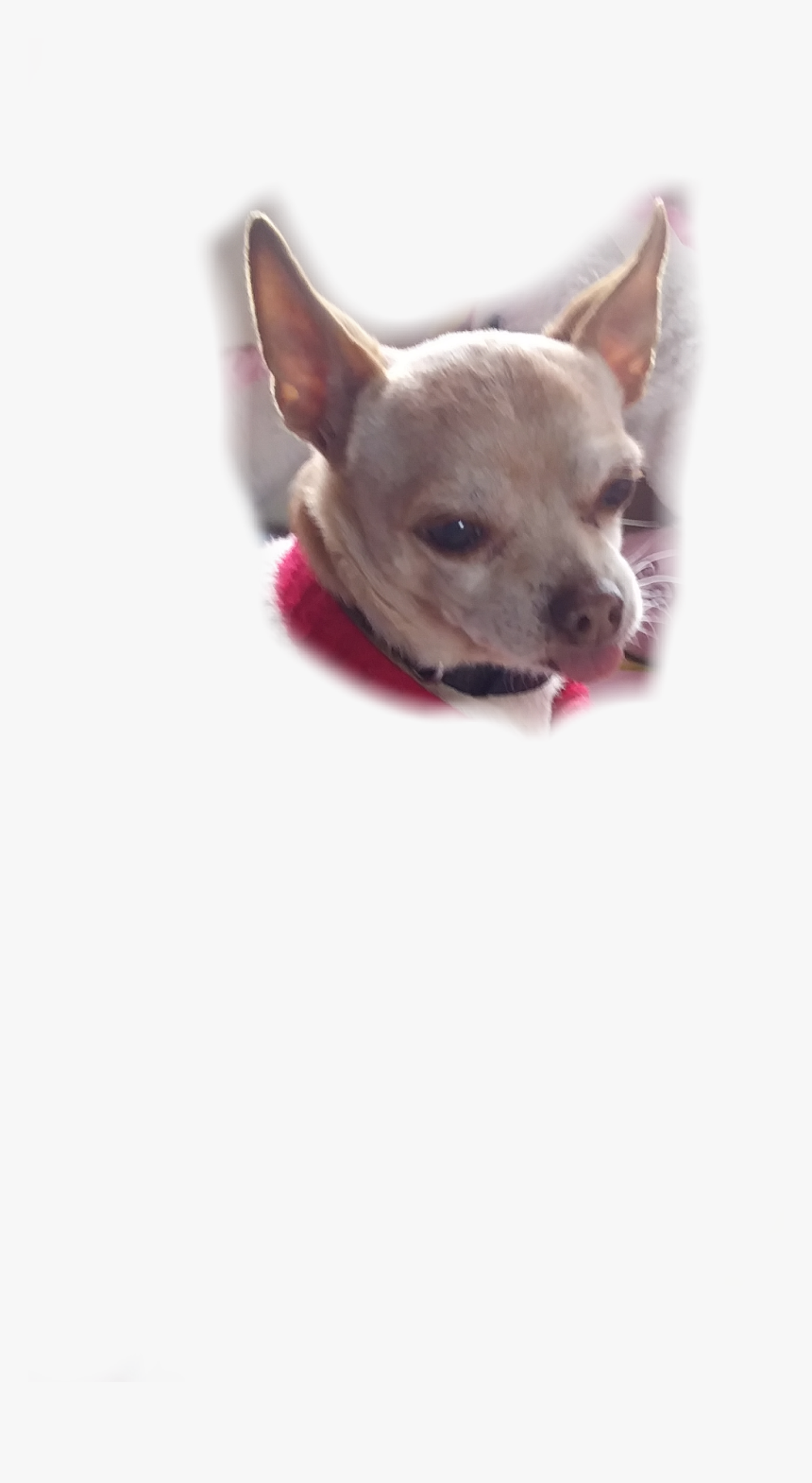 #my Cute Doge Kiko Use His Face Or He Will Kill You - Chihuahua, HD Png Download, Free Download
