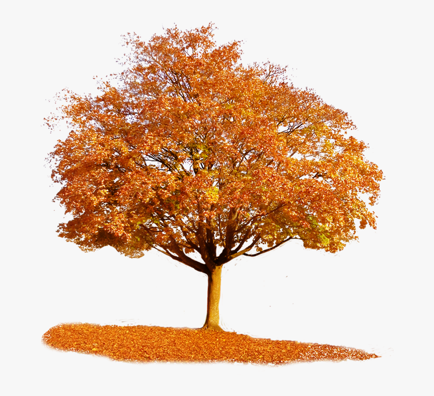 Transparent Autumn Tree Png, Png Download, Free Download