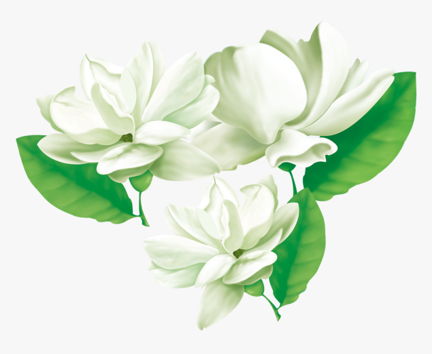 #mq #white #jasmine #flowers #flower #garden - Transparent Jasmine Flower Png, Png Download, Free Download