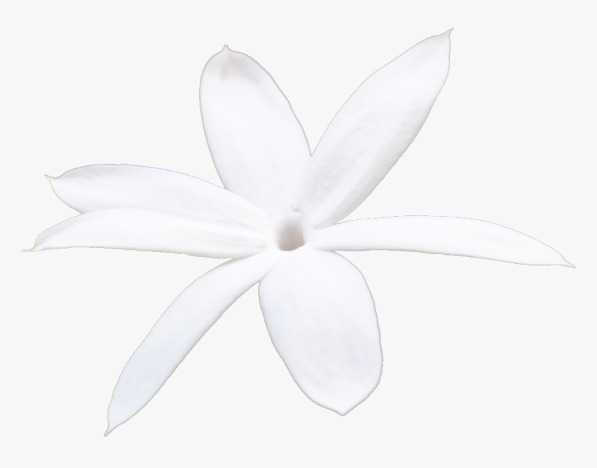 Jasmine Petals Isolated - Jasmine Flower Petal Png, Transparent Png, Free Download