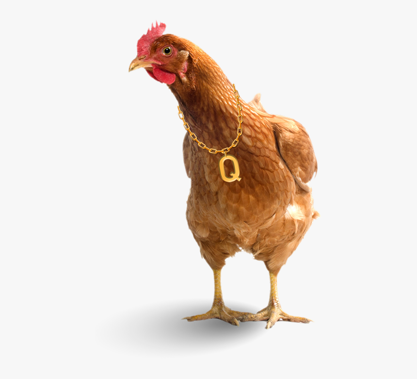 Chicken Question - Question Chicken, HD Png Download, Free Download