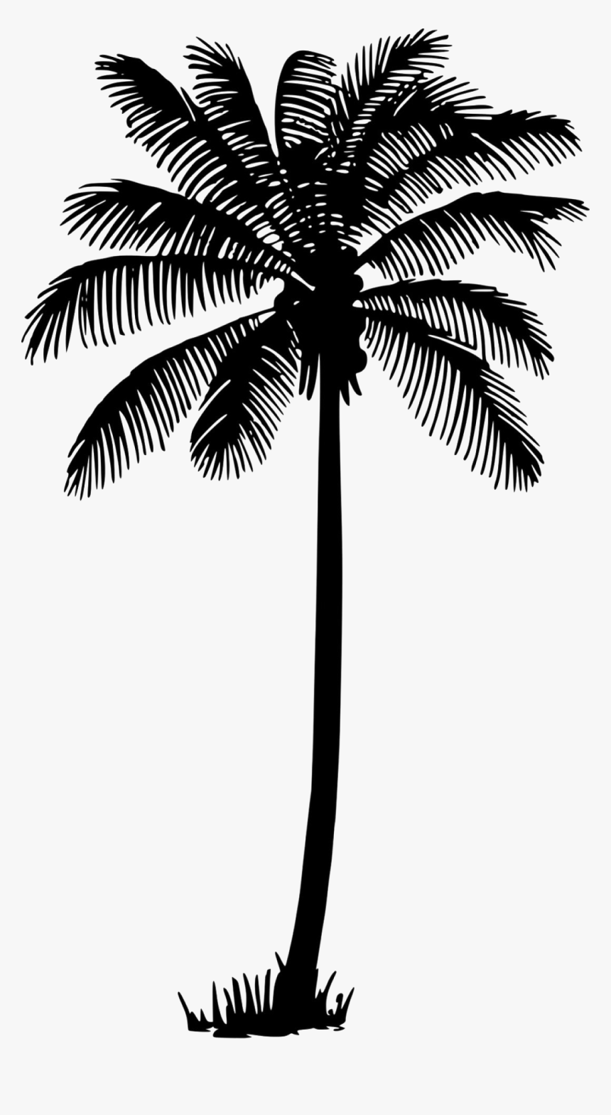 Palm Tree Vector Png, Transparent Png, Free Download
