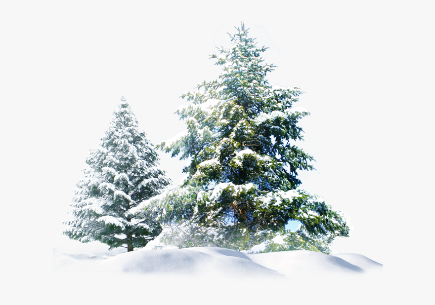 Pine Trees Snow Png, Transparent Png, Free Download