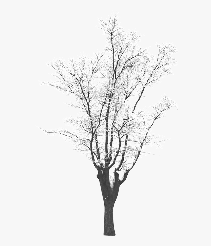 Snow Tree Download - Winter Snow Tree Png, Transparent Png, Free Download