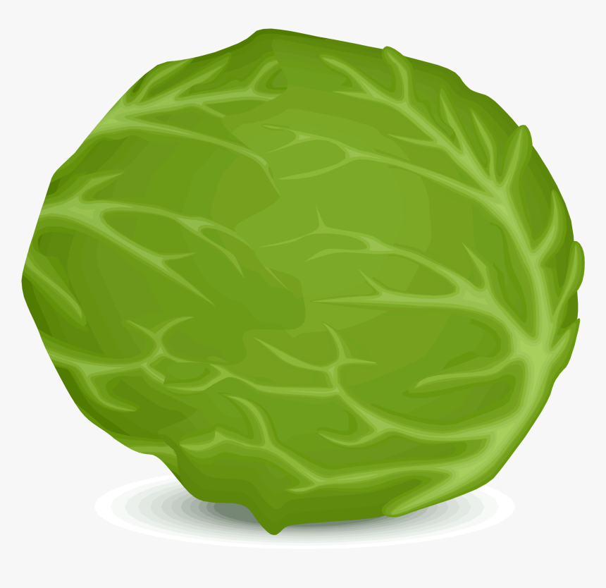 Iceberg Lettuce Vector Clipart Image - Lettuce, HD Png Download, Free Download