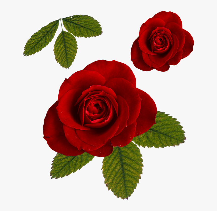 Rose Png File - Rose And Leaf Png, Transparent Png, Free Download