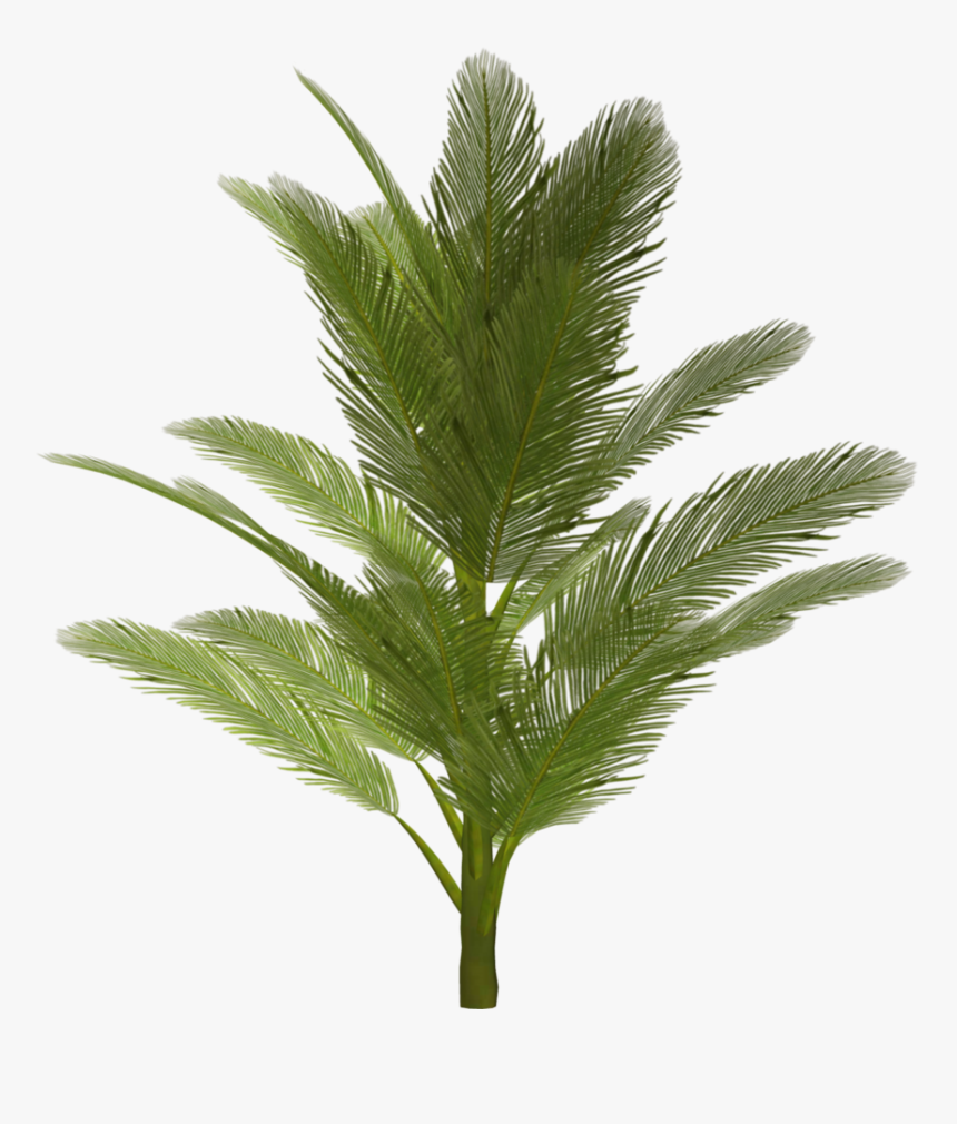Palm Tree Png Image - Tree Png For Photoshop, Transparent Png, Free Download