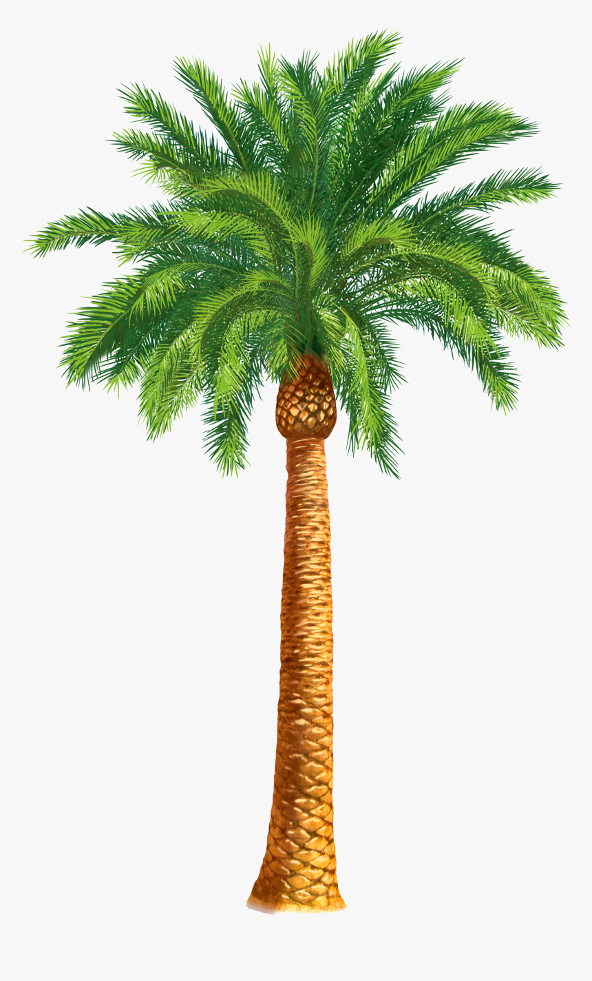 Palm Clipart Date Tree - Date Palm Tree Drawing, HD Png Download, Free Download