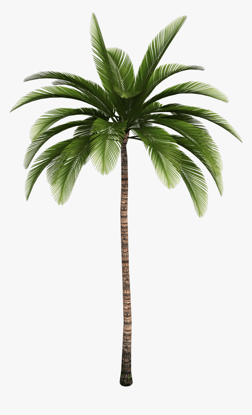 Clip Art Trees Coconut Babassu Free - Palm Tree High Resolution, HD Png Download, Free Download
