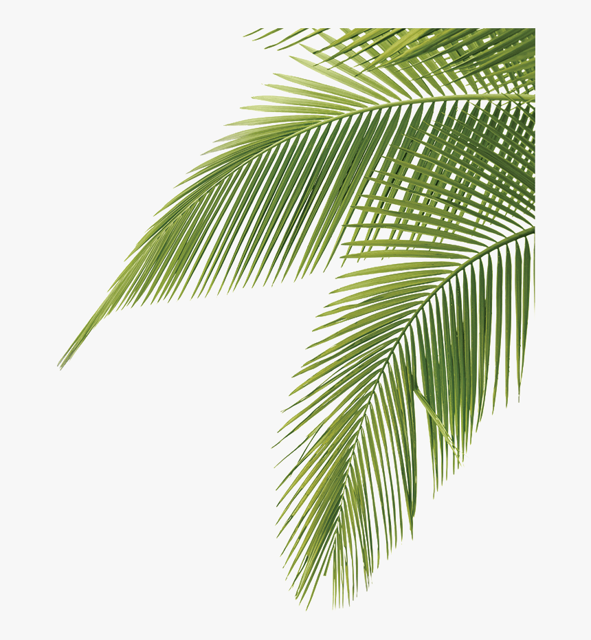 Palm Tree Leaves Png, Transparent Png, Free Download