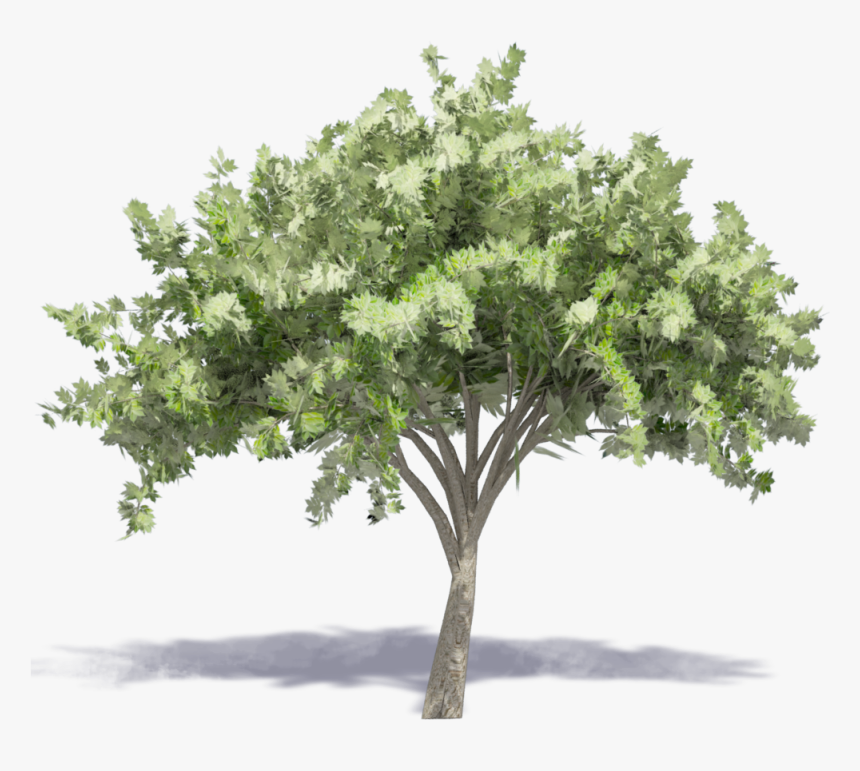 Elm Tree 23d View
 Class=mw 100 Mh 100 Pol Align, HD Png Download, Free Download