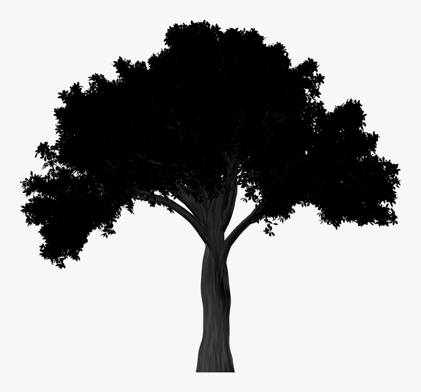 Silhouette, Elm, Tree, Elm Tree, Isolated, Black - American Elm Tree Silhouette, HD Png Download, Free Download