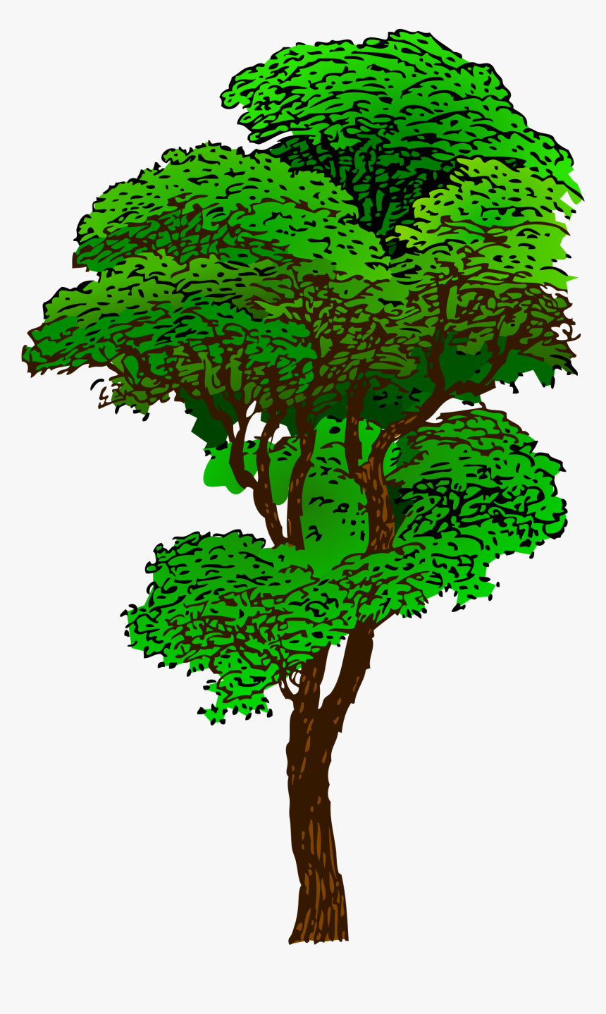 Elm Tree Svg - Transparent Rainforest Tree Clipart, HD Png Download, Free Download
