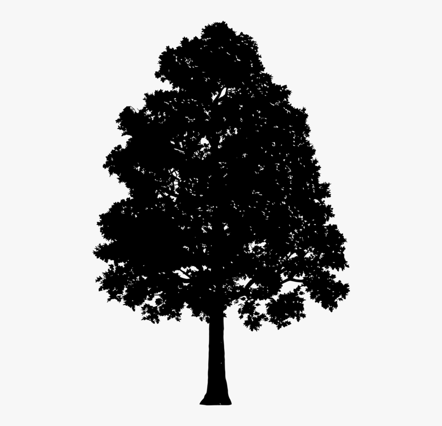 Transparent Oak Tree Clipart - Tree Gif Transparent Background, HD Png Download, Free Download