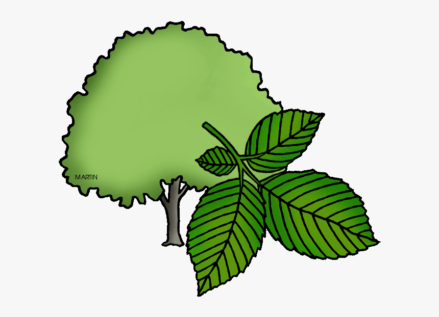 Massachusetts State Tree - Illinois State Tree Drawing, HD Png Download, Free Download