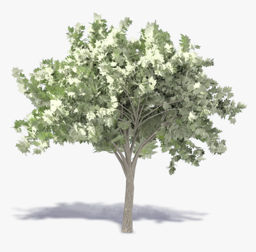 Elm Tree - Chionanthus, HD Png Download, Free Download