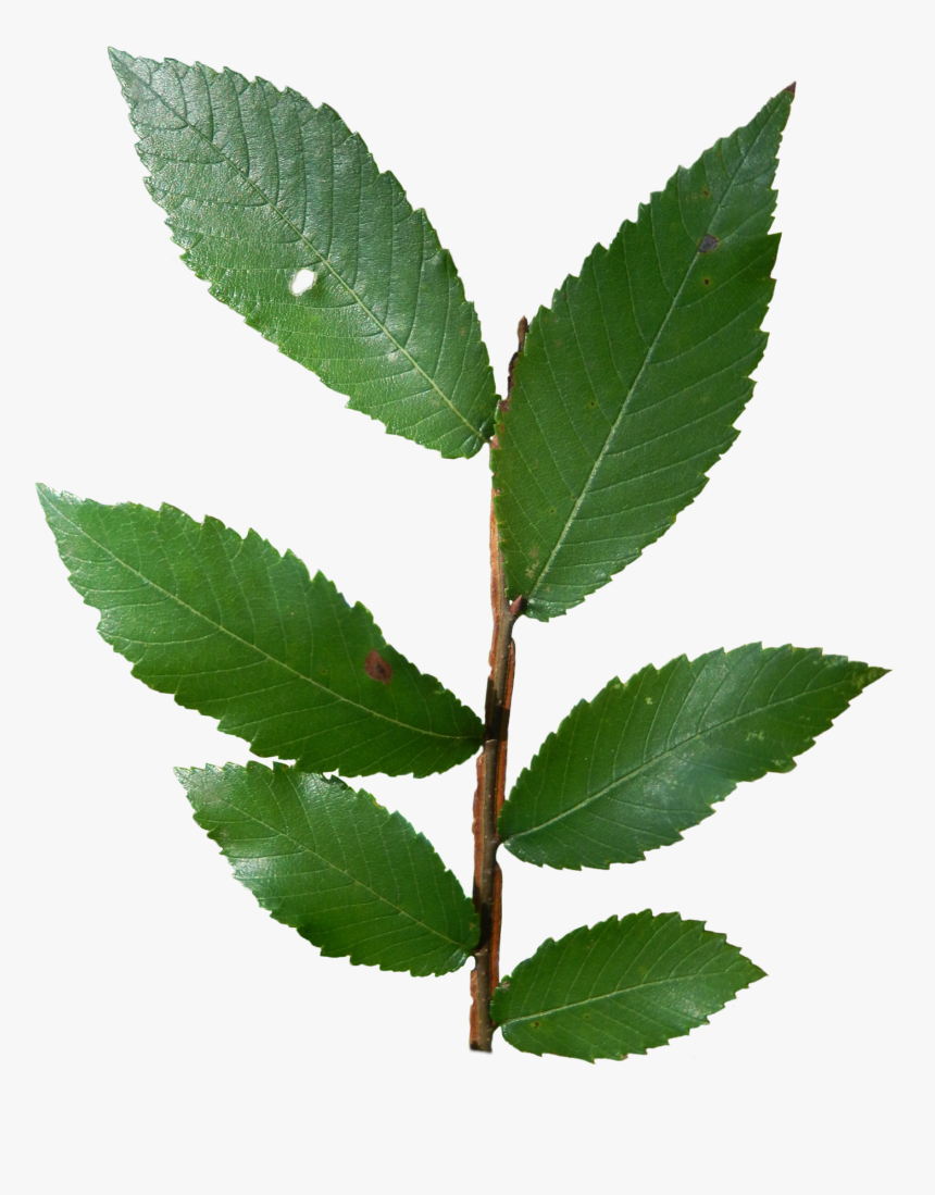 Tree Texas Winged Elm, HD Png Download, Free Download