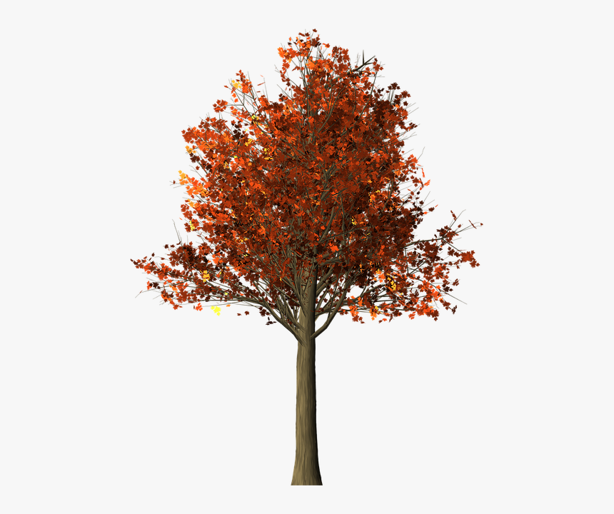Tree, Maple, Maple Tree, Fall Leaves, Fall Colors - Png Transparent Fall Plant, Png Download, Free Download
