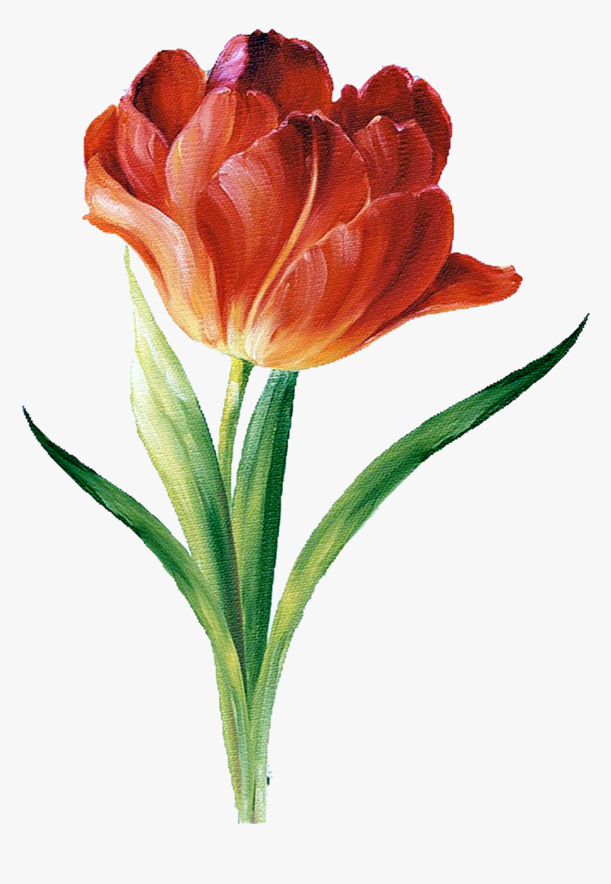 Flower Silhouette, Botanical Illustration, Illustration - Botanical Flowers Illustration Png, Transparent Png, Free Download