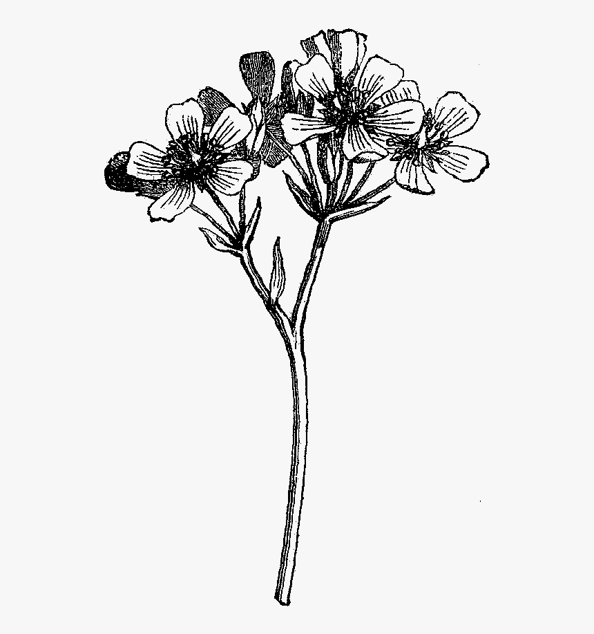 Digital Wildflower Downloads - Wild Flower Illustration Black And White, HD Png Download, Free Download