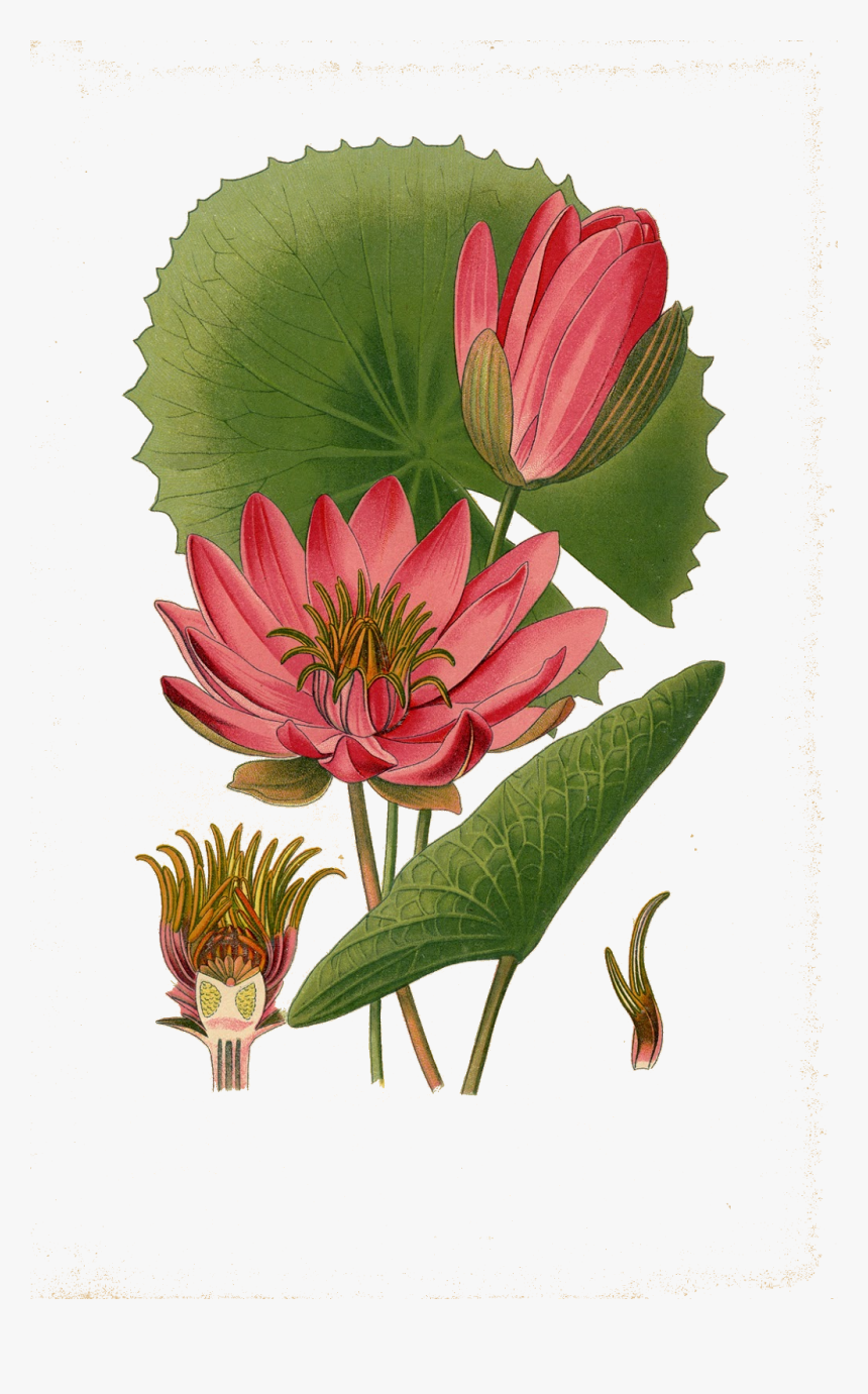Egyptian Lotus Botanical Illustration, HD Png Download, Free Download