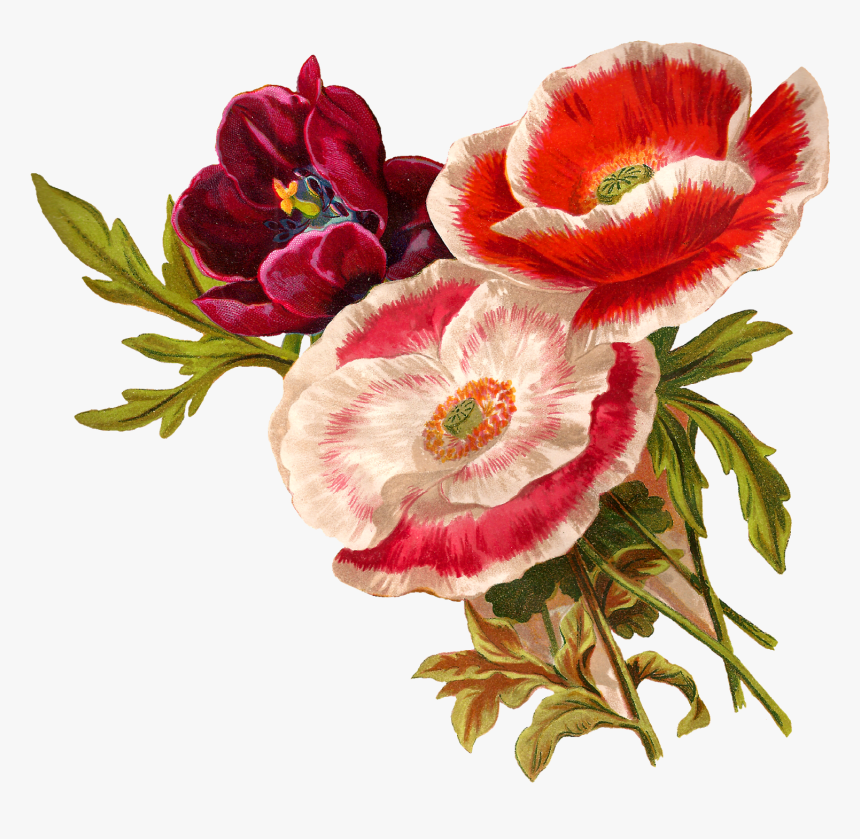 Poppy Clipart Vintage - Botanical Flower Illustration Png, Transparent Png, Free Download