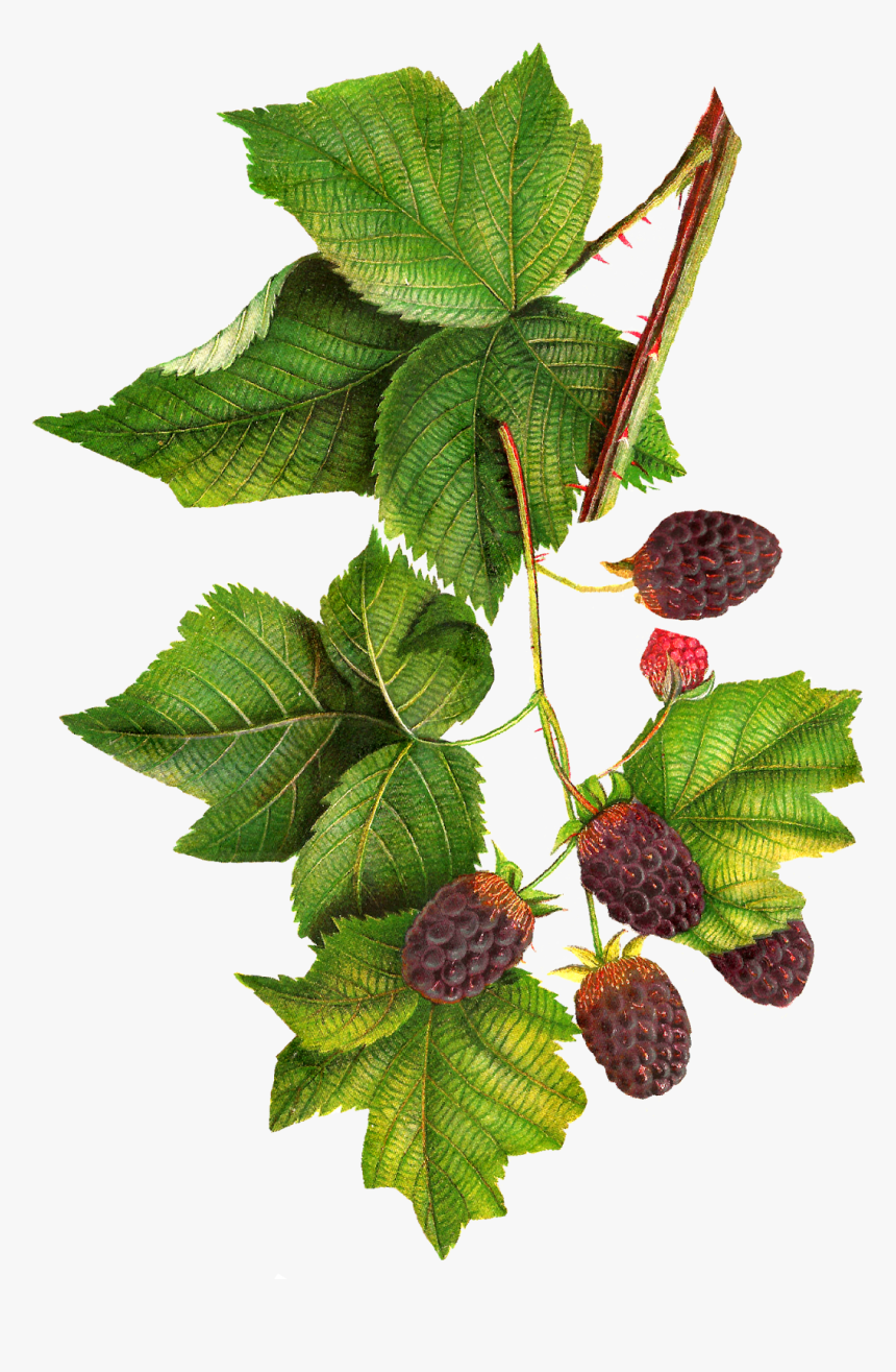 Transparent Jam Clipart - Botanical Illustration Blackberries Png, Png Download, Free Download