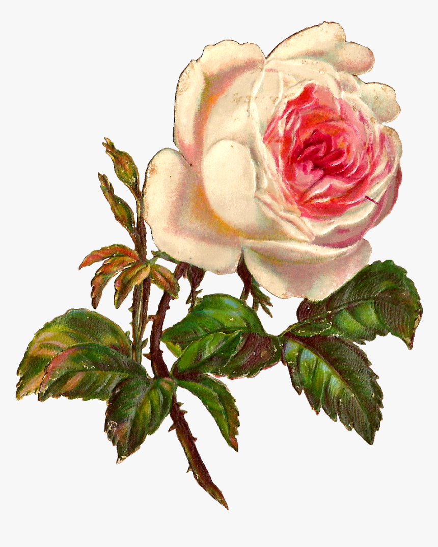 Flower,flowering Plant,garden � Family,plant,hybrid - Vintage Botanical Illustration Rose, HD Png Download, Free Download