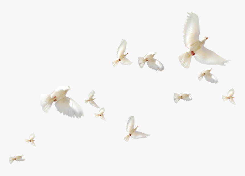 #mq #white #birds #bird #flying - White Birds Flying, HD Png Download, Free Download