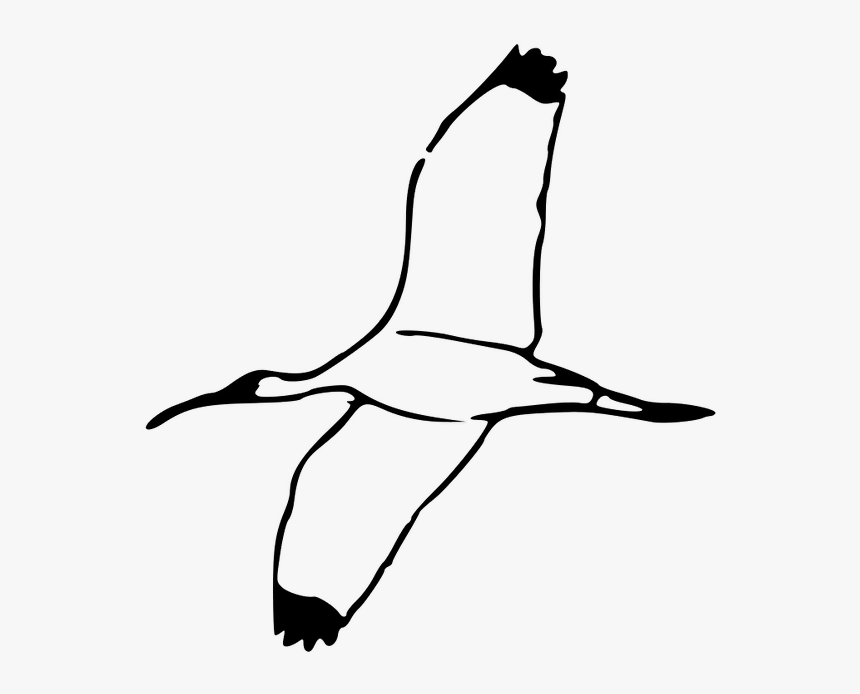White Birds Flying Clipart , Png Download - Scarlet Ibis Bird Outline, Transparent Png, Free Download