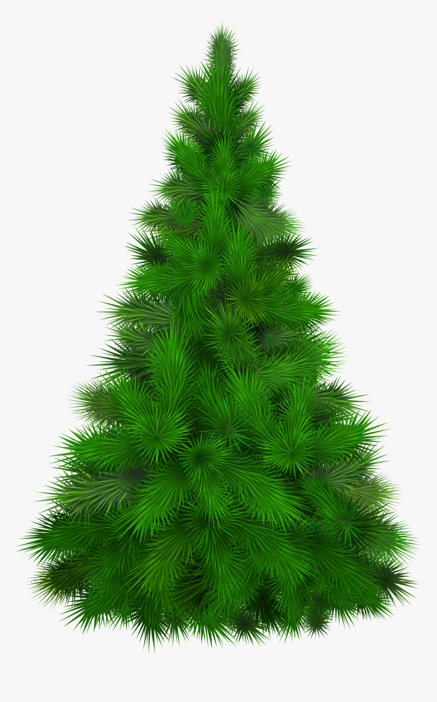 Pine Tree Png - Pine Tree Transparent Png, Png Download, Free Download