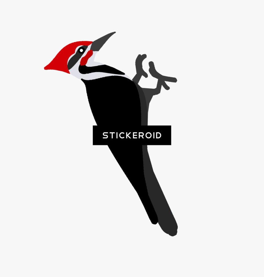 Transparent Woodpecker Png - Ivory-billed Woodpecker, Png Download, Free Download