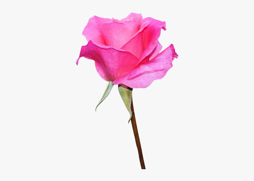 Hd Rose Png Image Free Download Searchpng - Pink Rose Rose Rose En Png Transparent, Png Download, Free Download