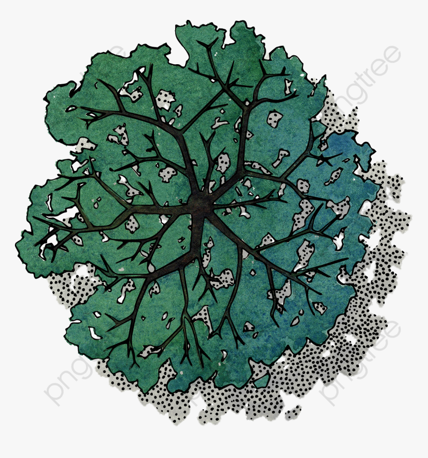 Green Tree Top View, Tree Clipart, Top View, Green - Photoshop Tree Plan View, HD Png Download, Free Download