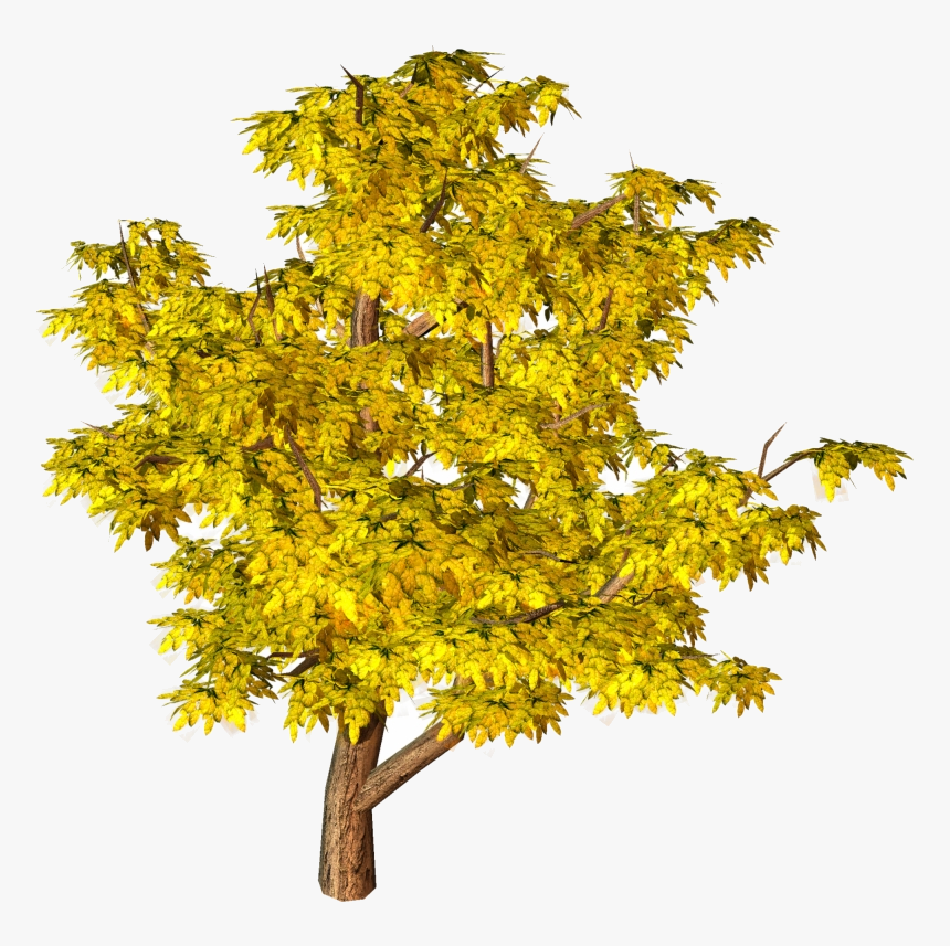 Fall Tree Trees Top View Yellow Clipart Hd Background - Tree Png Hd Background, Transparent Png, Free Download