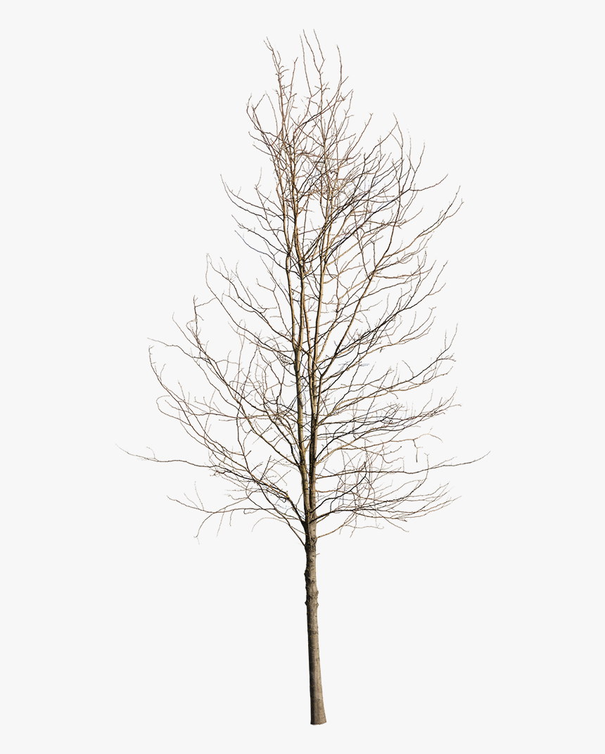 Deciduous Tree Winter Iv - Winter Tree Cut Out, HD Png Download, Free Download