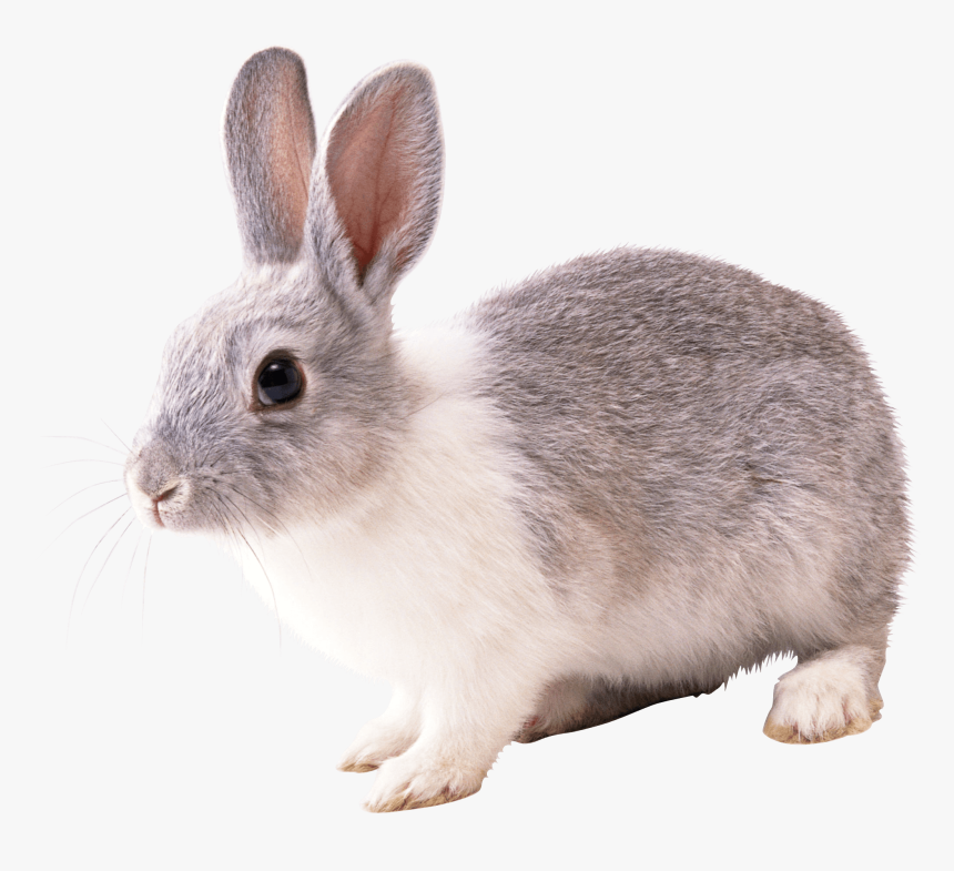 Gray And White Rabbit Png Image - Rabbit Png, Transparent Png, Free Download